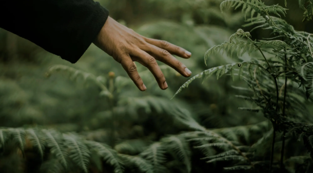 Hand reaching into ferns